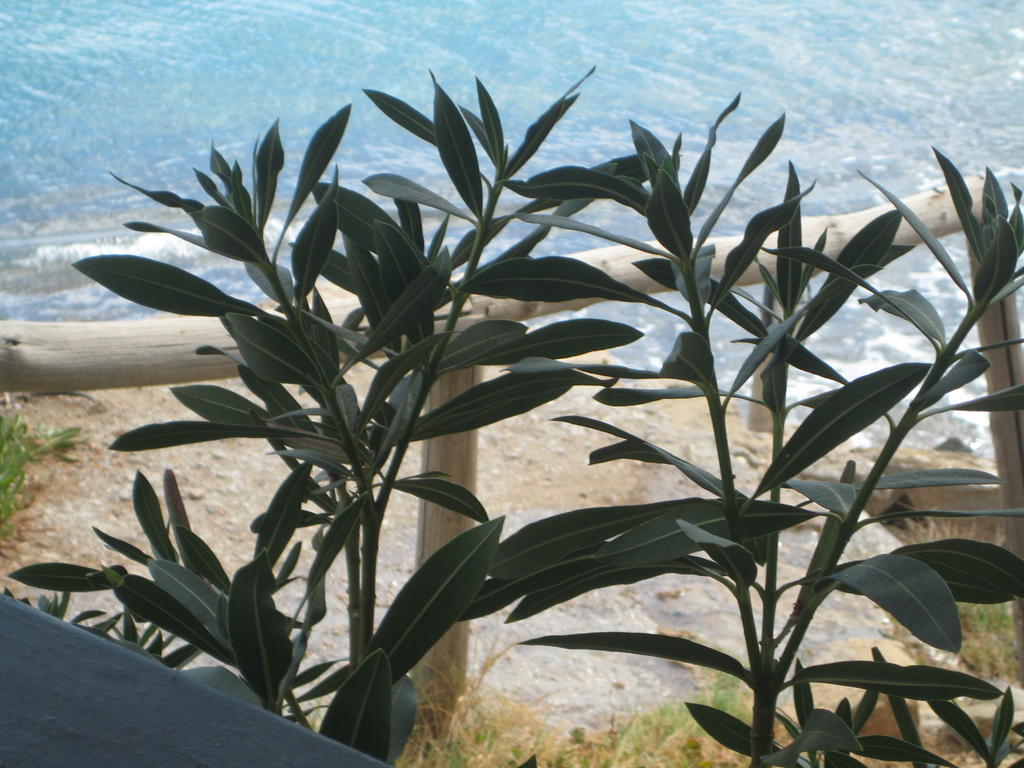 Coral Front Beach Káto Zákros エクステリア 写真